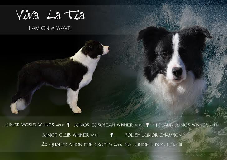 VIVA LA TIA breeding, sale, Border Collie puppies Forestry (Poland Pomorskie) Hodowla, sprzedaż, szczeniaki Border Collie