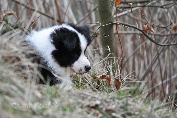 VIVA LA TIA breeding, sale, Border Collie puppies Forestry (Poland Pomorskie) Hodowla, sprzedaż, szczeniaki Border Collie