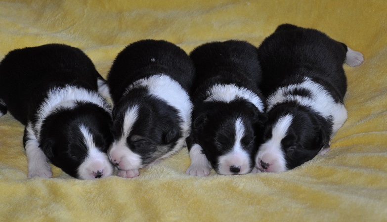 VIVA LA TIA kennel,breeding, sale, Border Collie puppies Forestry (Poland Pomorskie) Hodowla, sprzedaż, szczeniaki Border Collie