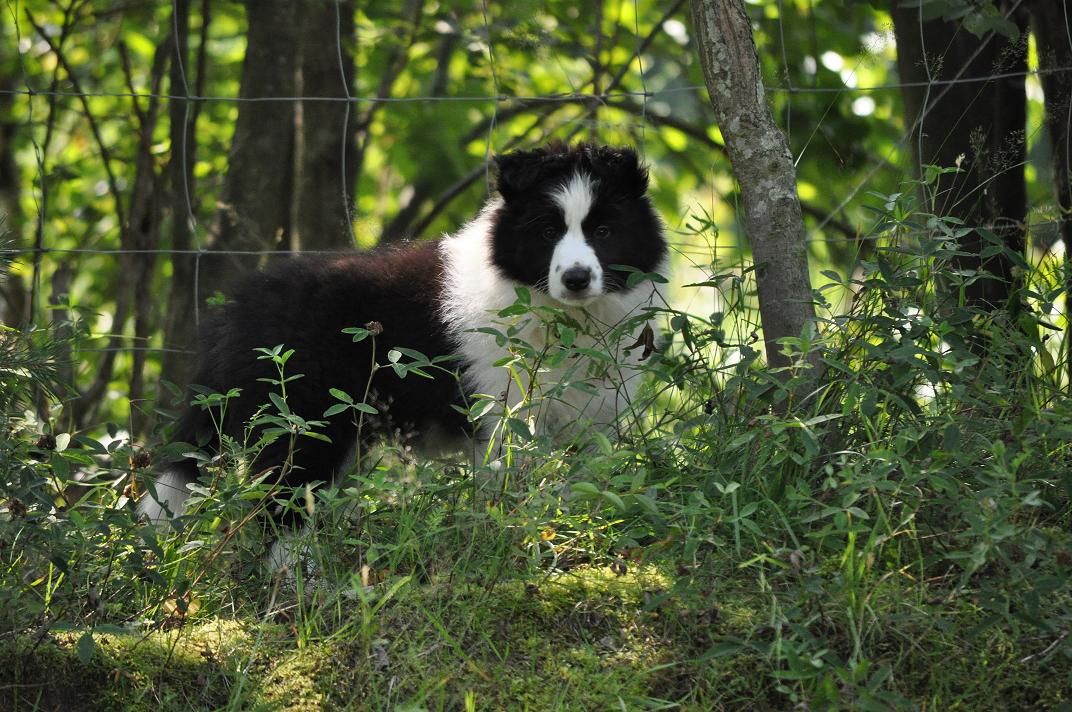 VIVA LA TIA kennel,breeding, sale, Border Collie puppies Forestry (Poland Pomorskie) Hodowla, sprzedaż, szczeniaki Border Collie